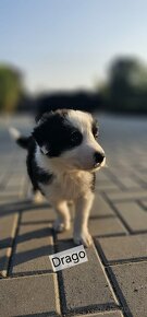 Border collie štěňata - 2