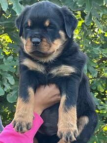 Rottweiler, rtw, Rotvajler, Rottwailer - šteniatka - 2