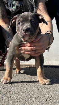 Štěňata American bully pocket - 2