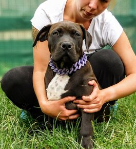 Štěňata American Bully XXL linie DDK9 - 2