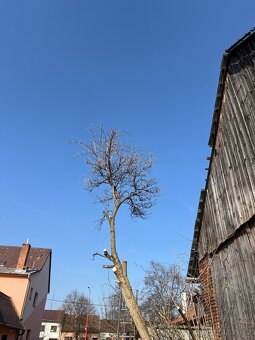 Prodám kmen bezu černého (Sambucus nigra) - 2