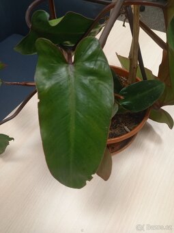 Philodendron Red - 2