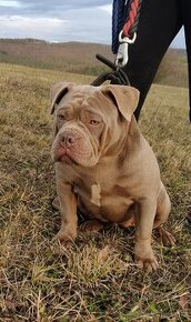 Štěňata American Bully Pocket Exotic Bolow linie. - 2