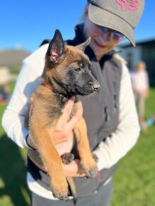 Belgický ovčák malinois - 2