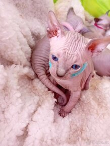 Sphynx bez PP - 2