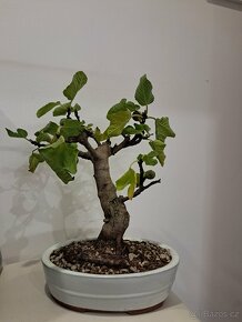 Bonsai Ficus Carica - 2