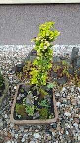 Betonové květináče,bonsai - 2