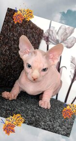 Kanadský sphynx koťátko brzy k odběru - negativní FeLV / FIV - 2