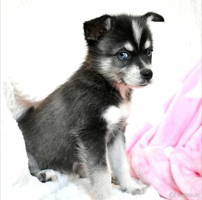 Alaskan Klee kai (mini  husky) s PP - 2