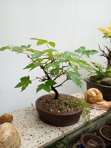 Javor mleč (Acer platanoides) bonsai - 2