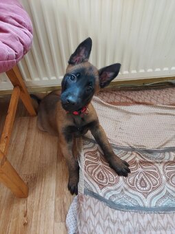 Malinois fenka 10 týdnů - 2