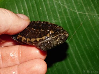 Kajmanka dravá (Chelydra serpentina) - 2