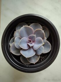 Echeveria perle von nurn - 2