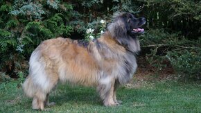 Leonberger - 2