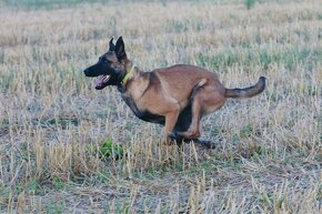 Belgický ovcak malinois - 2