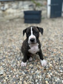 Amstaff / Cane Corso bez PP - 2