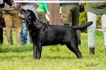 Labradorský retriever A MAGIC FRIEND OF FROTARIS - krytí - 2