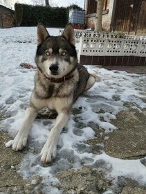 Sibiřský Husky ke krytí - 2