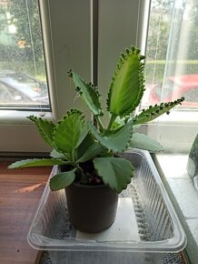 Kalanchoe-Bryophyllum Tubiflorum-Madagaskar - 2