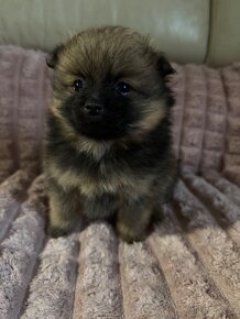 Pomeranian / trpasličí špic - 2