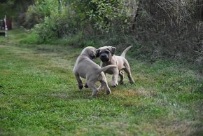 Cane corso s PP - 2