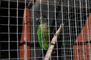 Rozprodej chovu papoušků - 2