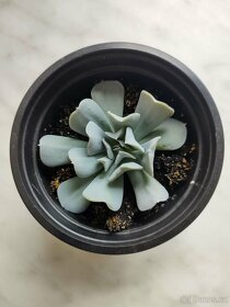 Echeveria runyonii - 2