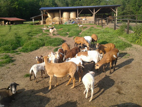 Prodám jehňata kamerunských ovcí - 2