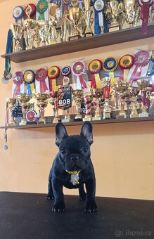 French bulldog/francouzsky buldoček - 2