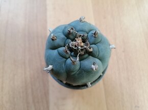 Beztrnný kaktus č. 8 Lophophora ježunka Mexiko USA - 2