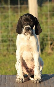 Anglický pointer, english pointer, stavač, ohař - 2