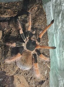 sklípkan pavouk tarantule Megaphobema - 2