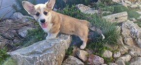 Welsh Corgi Pembroke s pp - 2