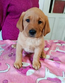 Štěňátka labradora k odběru ihned - 2