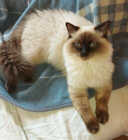 Ragdoll kocur na krytie - 2