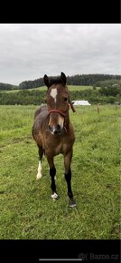 Welsh pony of cob type - 2