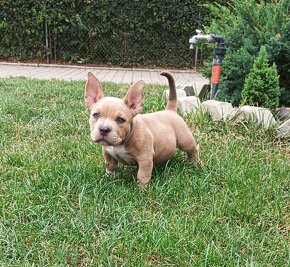 American Bully - 2