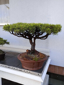 Borovice lesní (Pinus sylvestris) bonsai - 2