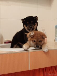 Prodám krásná štěňata shiba inu - 2