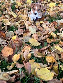 Štěnatko Jack Russell teriér - 2