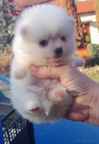 Pomeranian - 2