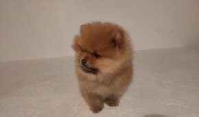 Pomeranian - 2