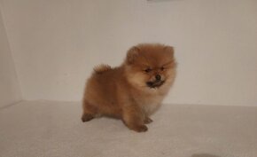 Pomeranian - 2