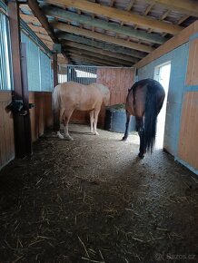 Ustajení Zašová - box, pastvina, zpevněný padock - 2