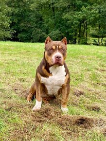 Fenka American Bully XL k adopci - 2