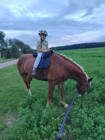 Welsh cob 4,5 roku - 2