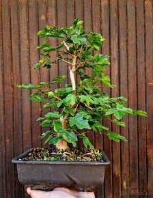 Bonsai, Bonsaj - Javor Babyka 2 - 2