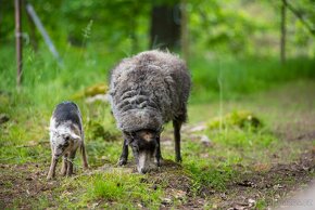 Quessantské ovce - beránek - 2