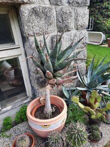 Aloe arborescens (africana) - 2