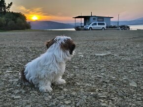 Mini Shihtzu - 2